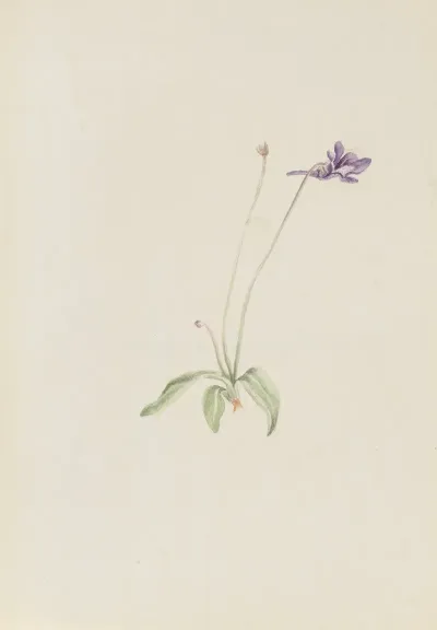 Pinguicula Vulgaris