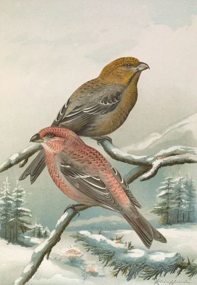 Pinicola Enucleator