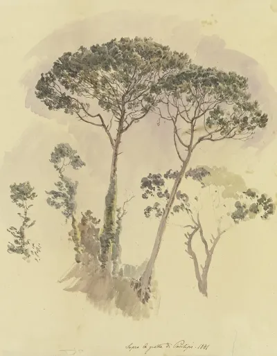 Pinien Oberhalb Der Grotte Von Posilipo