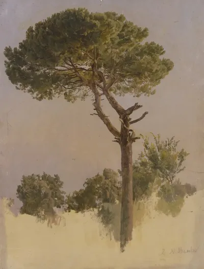 Pinienbaum Bei S Nicola Da Tolentino In Rom