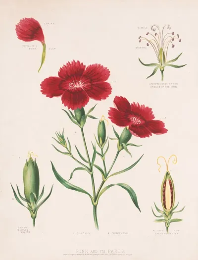 Pink And Its Parts