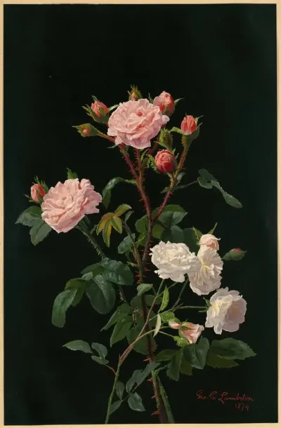 Pink And White Roses
