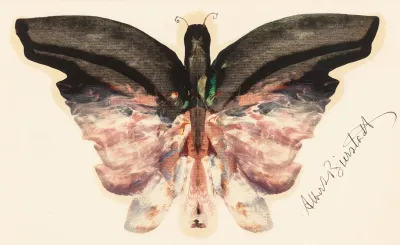 Pink Butterfly