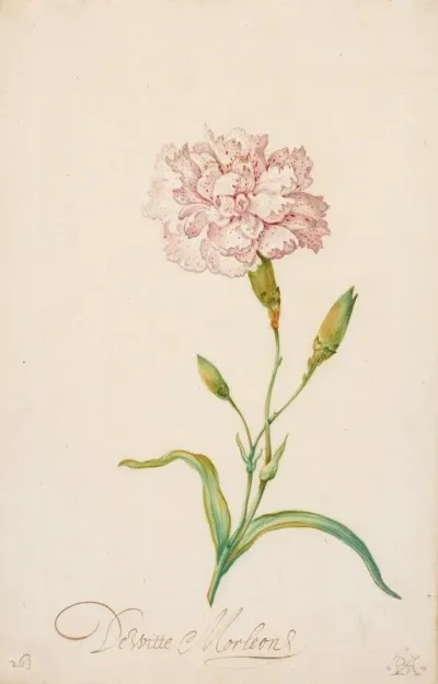 Pink Carnation