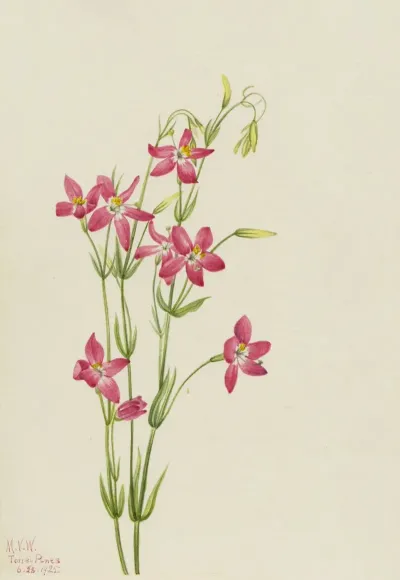 Pink Centaurium Centaurium Venustum 2