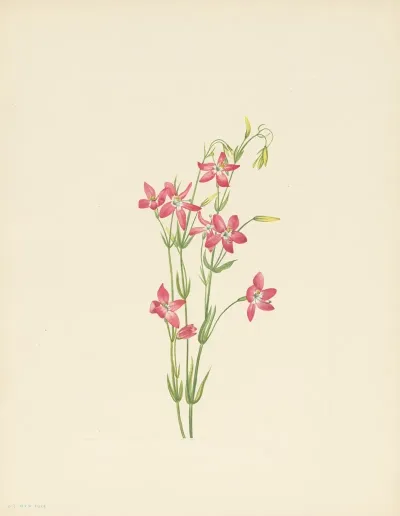 Pink Centaurium Centaurium Venustum 3