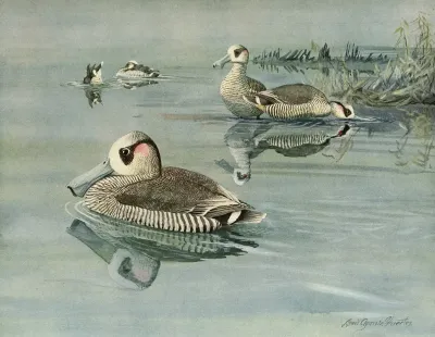 Pink Eared Duck