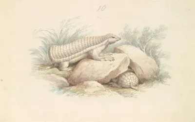 Pink Fairy Armadillo 2