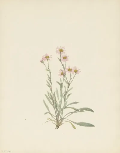 Pink Fleabane Erigeron Caespitosus 3