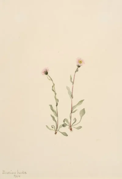 Pink Fleabane Erigeron Jucundus