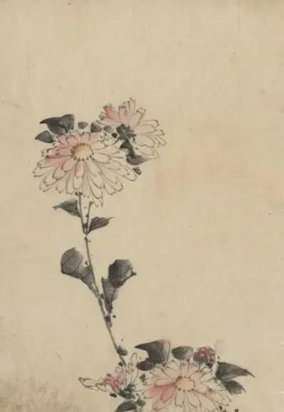 Pink Flower Blossoms On Low Stalk And Two On A Tall Stalk