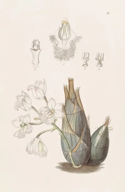 Pink Flowered Clowesia