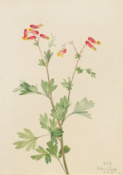 Pink Fumeroot Capnoides Sempervirens 2