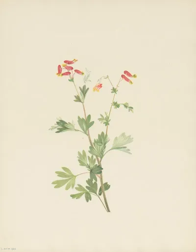 Pink Fumeroot Capnoides Sempervirens 3