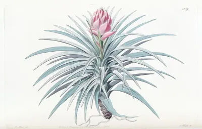 Pink Headed Tillandsia
