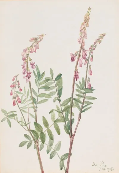 Pink Hedysarum Hedysarum Americanum