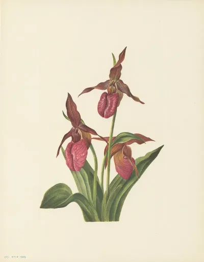 Pink Ladyslipper Cypripedium Acaule 2