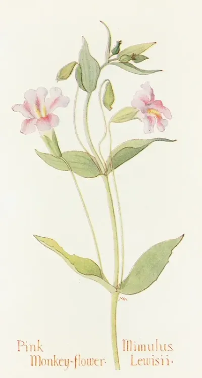 Pink Monkey Flower