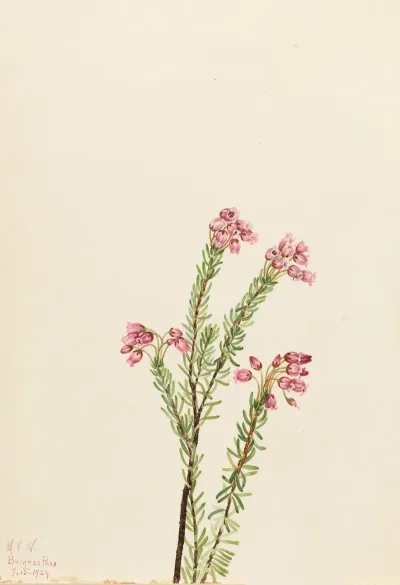 Pink Mountain Heather Phyllodoce Empetriformis