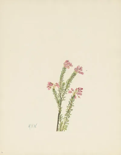 Pink Mountainheather Phyllodoce Empetriformis 2