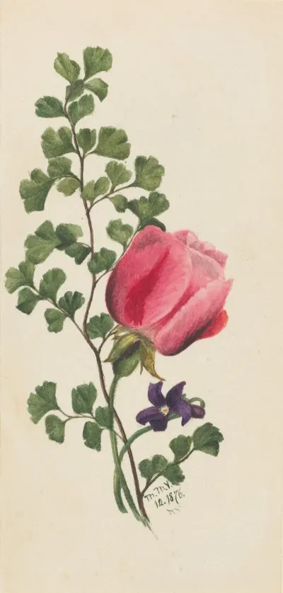 Pink Rose With Violet