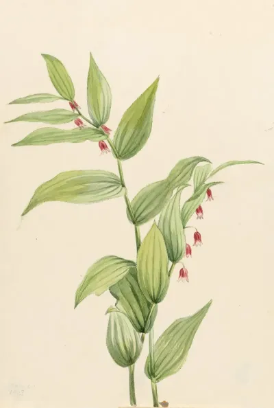 Pink Twisted Stalk Streptopus Curvipes