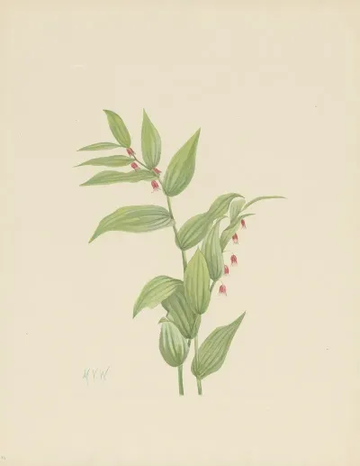 Pink Twistedstalk Streptopus Curvipes 2