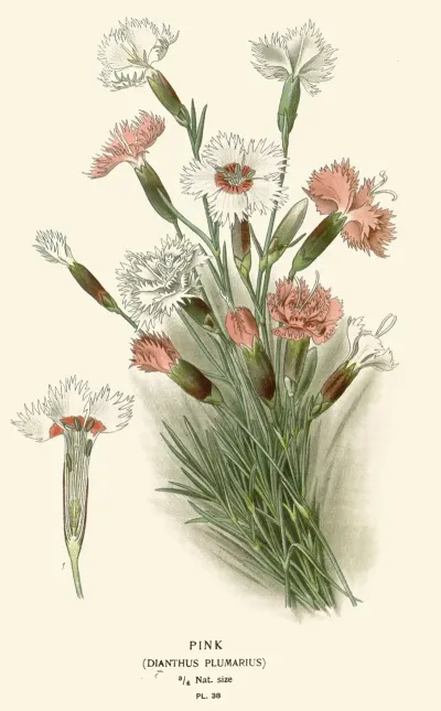 Pink