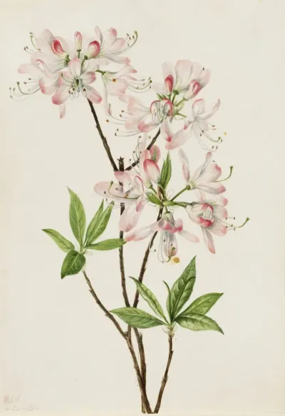 Pinkshell Azalea Azalea Vaseyi 2