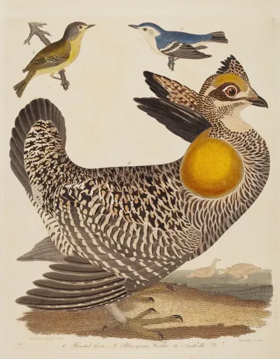 Pinnated Grous Blue Green Warbler And Nashville Warbler