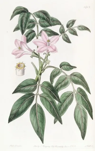 Pinnated Turreaea