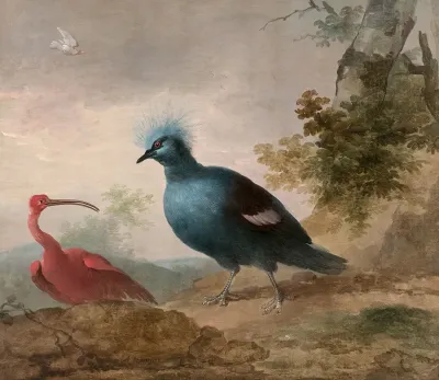 Pintade De Numidie Et Caique A Tete Noire Et Ibis Rouge Et Goura Couronne