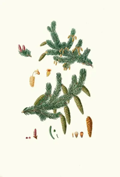 Pinus Alba Whit Spruce Fir