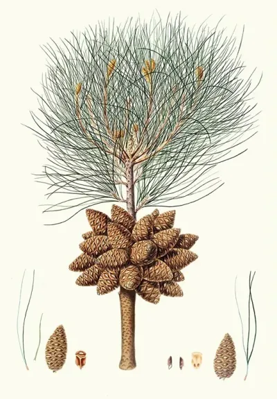 Pinus Brutia Calabrian Pine