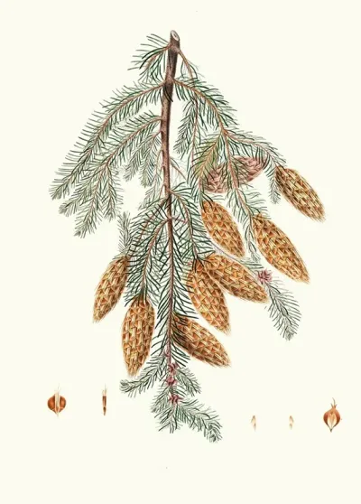 Pinus Douglasii Trident Bracted Fir