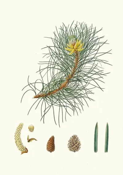 Pinus Laricio Corsican Pine