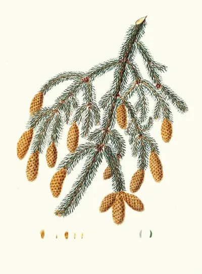 Pinus Menziesii Warted Branched Fir