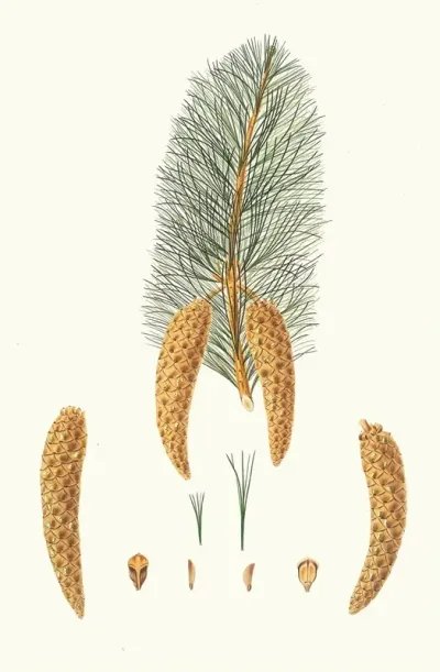 Pinus Monticola Short Leaved Weymouth Pine Western White Pine