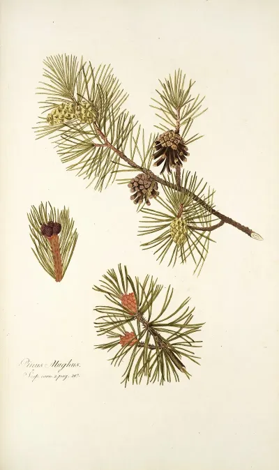 Pinus Mughus
