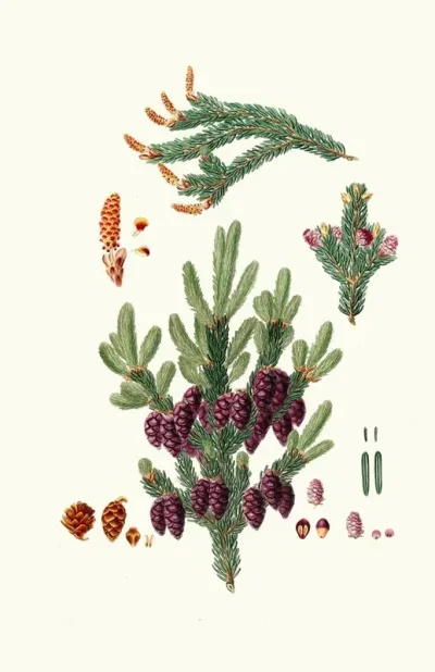 Pinus Nigra Black Spruce Pine