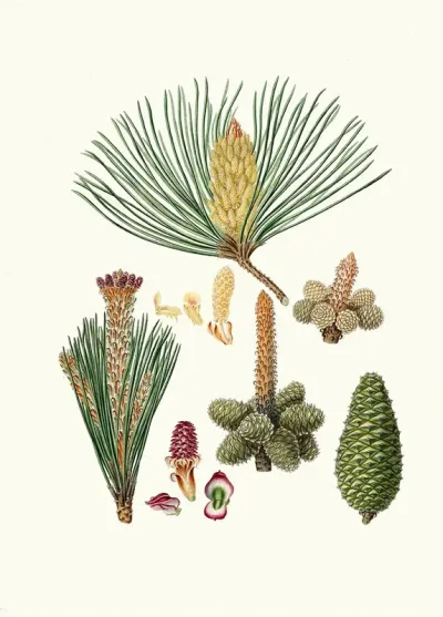 Pinus Pinaster The Pinaster Or Cluster Pine