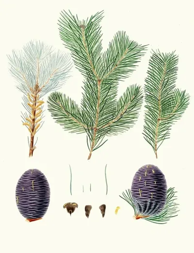 Pinus Pindrow Tooth Leaved Fir