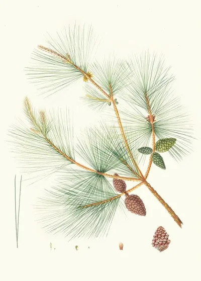 Pinus Sinensis Chinese Pine
