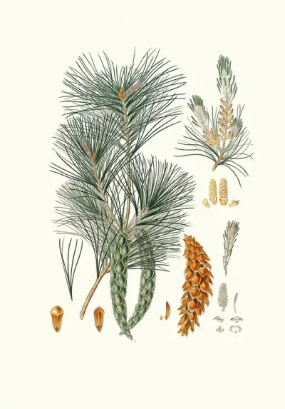 Pinus Strobus Weymouth Pine
