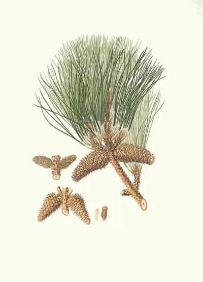 Pinus Taeda Frankincense Pine