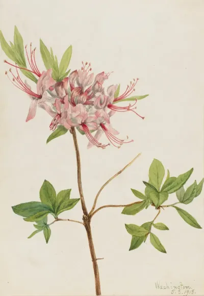 Pinxter Bloom Azalea Nudiflora