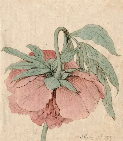 Pioenroos