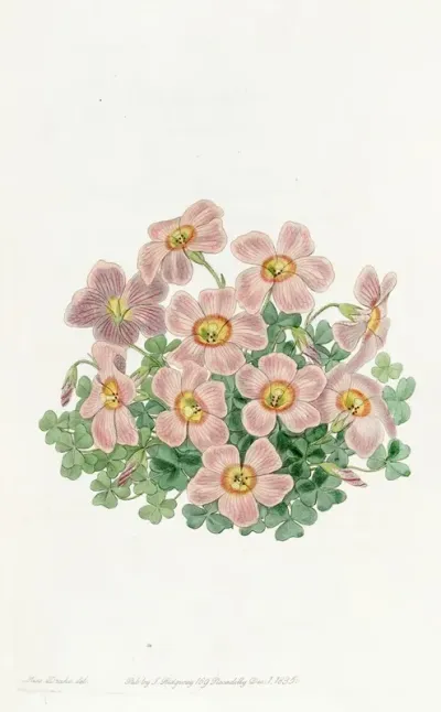 Piottas Oxalis
