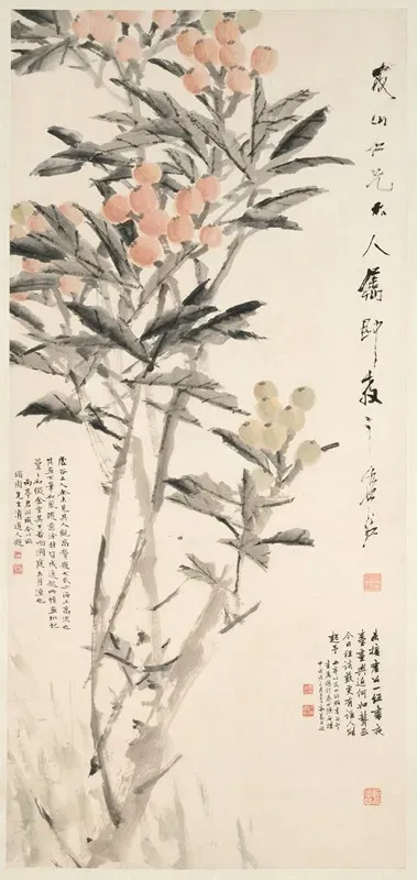 Pipa Loquats