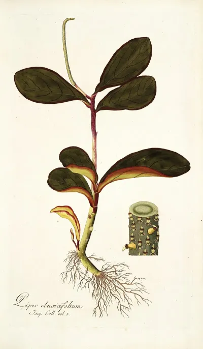 Piper Clusiaefolium
